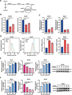 Hsa_circ_0062682 Promotes <mark class="highlighted">Serine Metabolism</mark> and Tumor Growth in Colorectal Cancer by Regulating the miR-940/PHGDH Axis